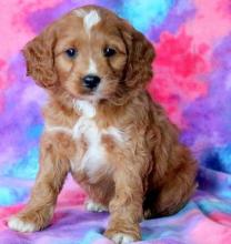 Puppies for sale , cockapoo - Tajikistan, Isfara