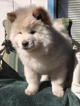 Puppies for sale chow chow - Russia, Moscow