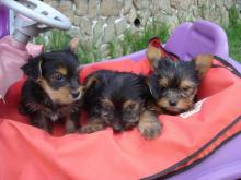 Puppies for sale yorkshire terrier - Lithuania, Akmene