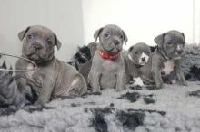 Puppies for sale staffordshire bull terrier - Ireland, Dublin