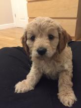 Puppies for sale other breed - Canada, Ontario