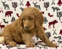 Puppies for sale , goldendoodle - Netherlands, Utrecht