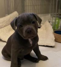 Puppies for sale staffordshire bull terrier - Greece, Piraeus. Price 11 €