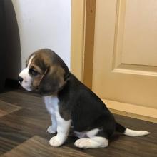 Puppies for sale , beagle puppies - Russia, Belgorod