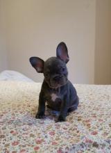 Puppies for sale french bulldog - Lithuania, Ionava