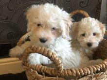 Puppies for sale , maltipoo   - Ireland, Dublin