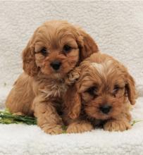 Puppies for sale , cavapoo - Latvia, Aluksne