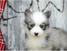 Puppies for sale , pomsky - Czech Republic, KE