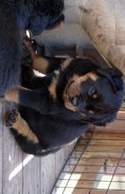 Puppies for sale rottweiler - United Kingdom, Chester