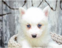 Puppies for sale , pomsky - Finland, Lahti