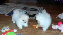 Puppies for sale pomeranian spitz - Cyprus, Limassol