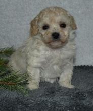 Puppies for sale toy-poodle - Russia, Moscow