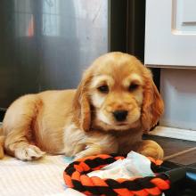 Puppies for sale , cocker spaniels puppies - Belarus, Maladzyechna