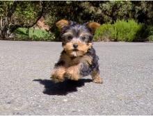 Puppies for sale yorkshire terrier - Ireland, Dublin