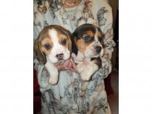 Puppies for sale beagle - Belgium, Antwerp