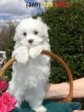 Puppies for sale maltese - Germany, Augsburg