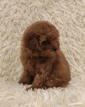 Puppies for sale , cockapoo puppies - Lithuania, Visaginas