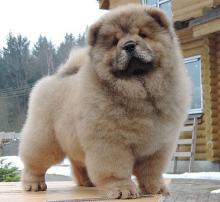 Puppies for sale chow chow - France, Ren