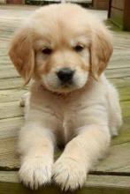 Puppies for sale , golden retriever puppies - Belarus, Vitebsk