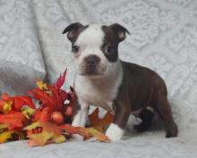 Puppies for sale boston terrier - Sweden, Lulea