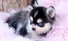 Puppies for sale , pomsky puppies - Estonia, Tartu