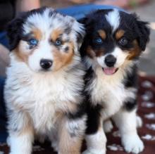 Puppies for sale australian shepherd - Lithuania, Utena