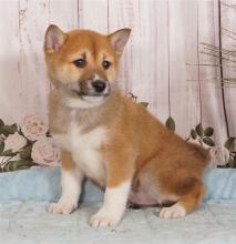 Puppies for sale , shiba inu - Spain, Burgos