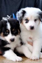 Puppies for sale australian shepherd - Hungary, KecskemГ©t