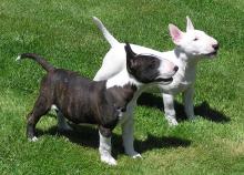 Puppies for sale bull terrier - Georgia, Poti