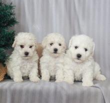 Puppies for sale , bichon frise - Ireland, BELFAST