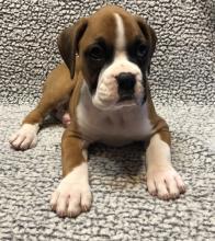 Puppies for sale boxer - Belarus, Minsk