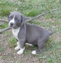 Puppies for sale , american staffordshire terrier puppies - Belarus, Mogilev