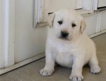 Puppies for sale labrador retriever - Cyprus, Protaras