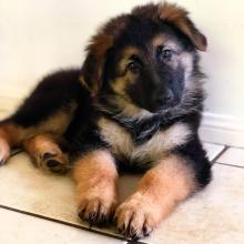 Puppies for sale german shepherd dog - Latvia, Liepaja