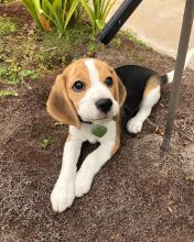 Puppies for sale polish lowland sheepdog - USA, Colorado, Aspen. Price 600 $
