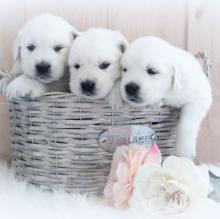 Puppies for sale golden retriever - Russia, Barrow