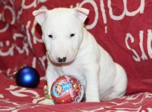 Puppies for sale bull terrier - Moldova, Tiraspol