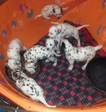 Puppies for sale dalmatian - Russia, Moscow