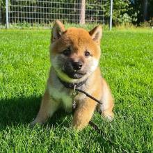 Puppies for sale , shiba inu - Ireland, Cork