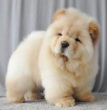 Puppies for sale chow chow - Russia, Bryansk