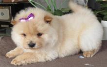 Puppies for sale chow chow - Finland, Kotka