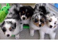 Puppies for sale australian shepherd - Latvia, Riga