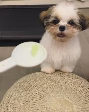 Puppies for sale shih tzu - Poland, Gdansk