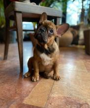 Puppies for sale french bulldog - USA, Pennsylvania, Philadelphia