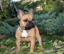 Puppies for sale french bulldog - USA, Montana