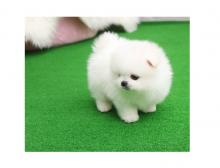 Puppies for sale , pomeranian puppies - Denmark, Odense