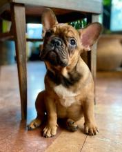 Puppies for sale french bulldog, french bulldog - USA, Texas, Dallas