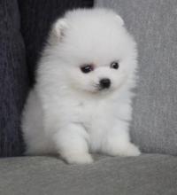 Puppies for sale , pomeranian  - Ukraine, Zaporizhzhya