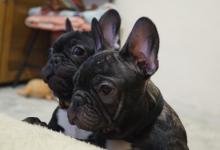 Puppies for sale french bulldog - USA, Minnesota