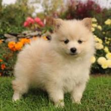 Puppies for sale pomeranian spitz - Denmark, Aarhus